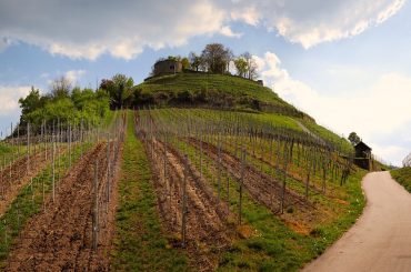 Pourquoi investir dans un domaine viticole en Provence